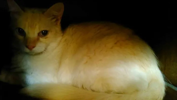 Gato ra a SRD idade 1 ano nome HANS