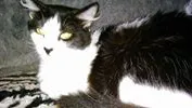 Gato raça SRD idade 1 ano nome LAILA
