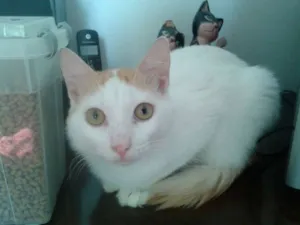 Gato raça SRD idade 1 ano nome FRITZ