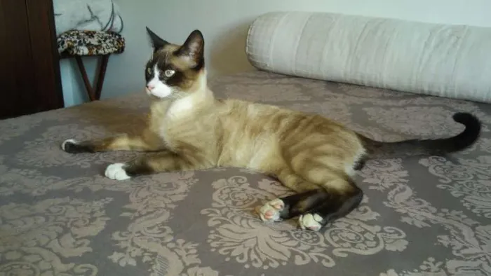 Gato ra a Siamês idade 7 a 11 meses nome Orfeu