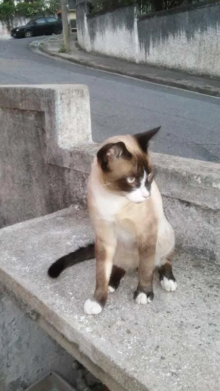 Gato ra a Siamês idade 7 a 11 meses nome Orfeu