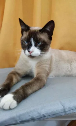 Gato raça Siamês idade 7 a 11 meses nome Orfeu