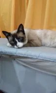 Orfeu