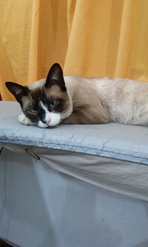 Gato ra a Siamês idade 7 a 11 meses nome Orfeu