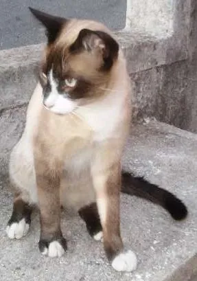 Gato ra a Siamês idade 7 a 11 meses nome Orfeu