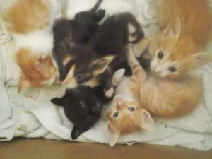 Gato raça vira-lata idade Abaixo de 2 meses nome Gatinhos Fofos!