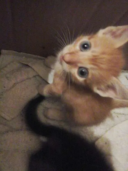 Gato raça vira-lata idade Abaixo de 2 meses nome Gatinhos Fofos!