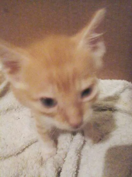 Gato raça vira-lata idade Abaixo de 2 meses nome Gatinhos Fofos!