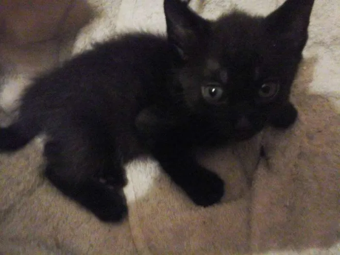 Gato raça vira-lata idade Abaixo de 2 meses nome Gatinhos Fofos!