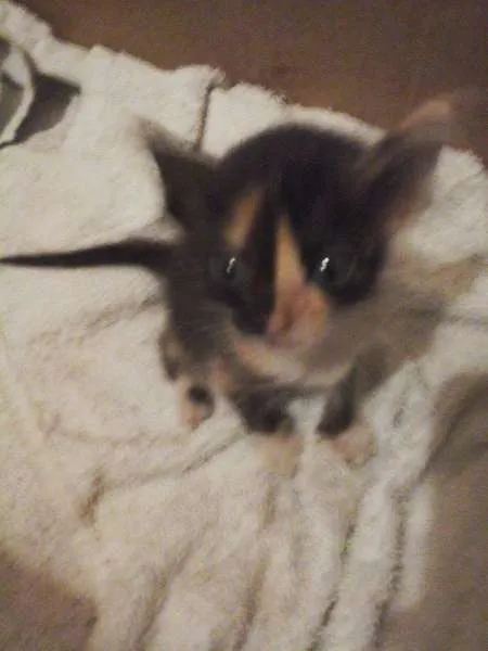 Gato raça vira-lata idade Abaixo de 2 meses nome Gatinhos Fofos!