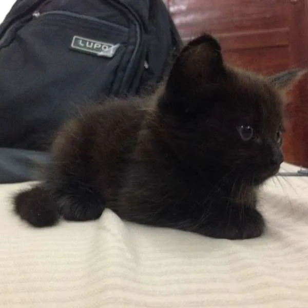 Gato ra a SRD idade Abaixo de 2 meses nome Mila