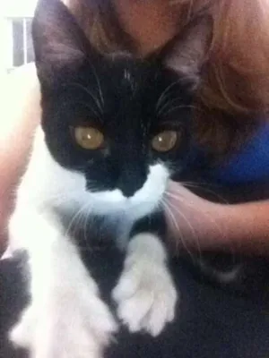 Gato raça não sei idade 2 a 6 meses nome sem nome