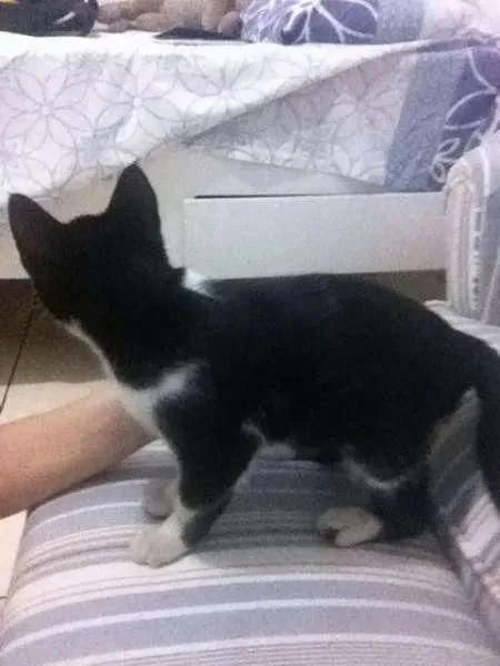 Gato ra a não sei idade 2 a 6 meses nome sem nome