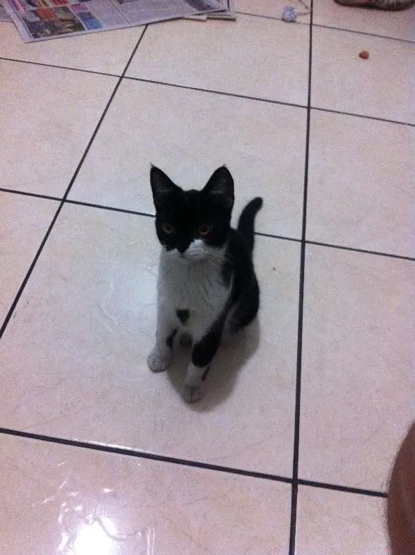 Gato ra a não sei idade 2 a 6 meses nome sem nome