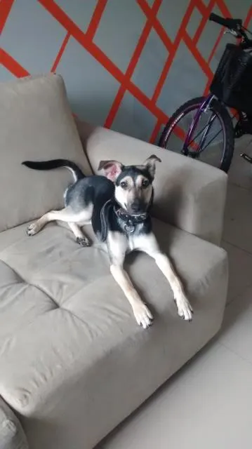 Cachorro ra a SRD idade 7 a 11 meses nome Bolota