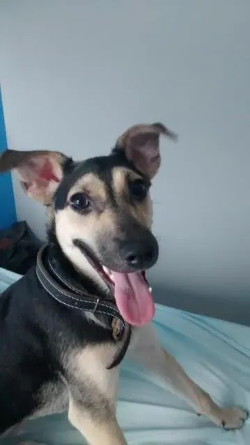Cachorro ra a SRD idade 7 a 11 meses nome Bolota