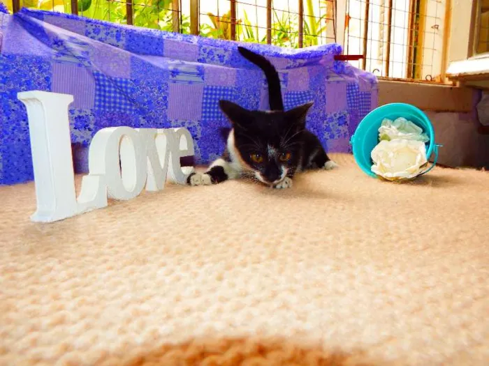 Gato ra a Felino idade 2 a 6 meses nome Oreo