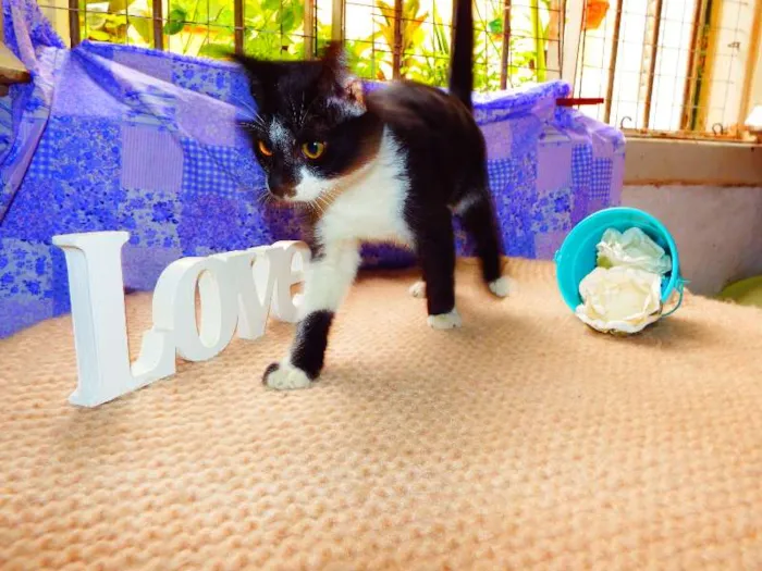 Gato ra a Felino idade 2 a 6 meses nome Oreo