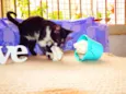 Oreo