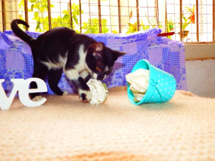 Gato ra a Felino idade 2 a 6 meses nome Oreo