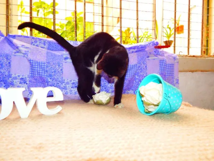 Gato ra a Felino idade 2 a 6 meses nome Oreo