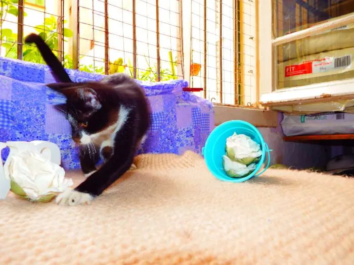 Gato ra a Felino idade 2 a 6 meses nome Oreo
