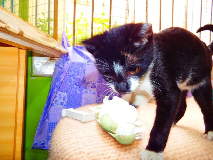 Gato ra a Felino idade 2 a 6 meses nome Oreo
