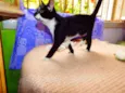 Oreo