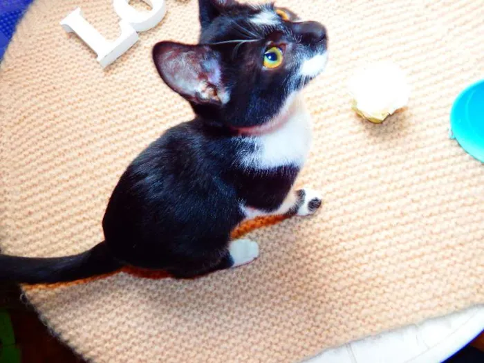 Gato ra a Felino idade 2 a 6 meses nome Oreo