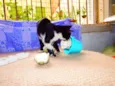 Oreo
