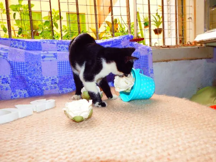 Gato ra a Felino idade 2 a 6 meses nome Oreo