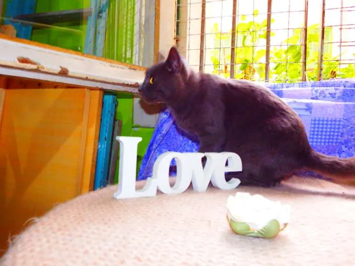 Gato ra a Felino idade 2 anos nome Oreo
