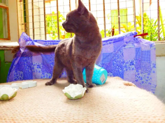 Gato ra a Felino idade 2 anos nome Oreo