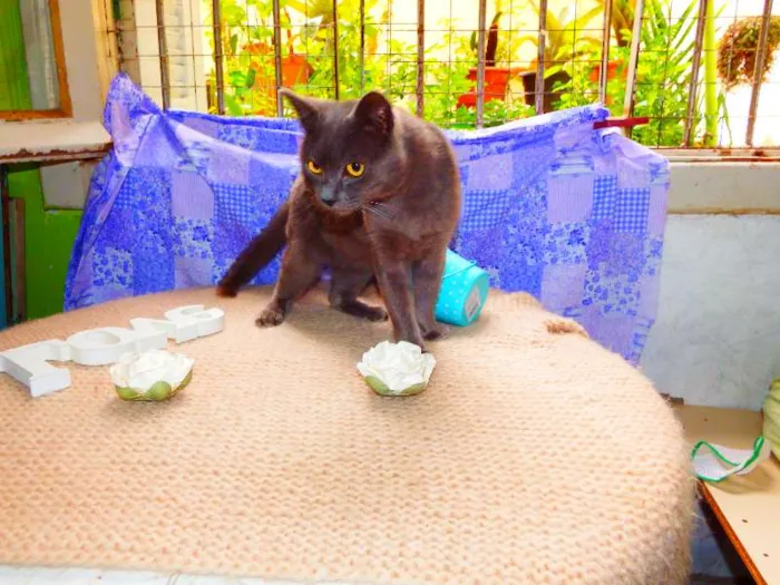 Gato ra a Felino idade 2 anos nome Oreo