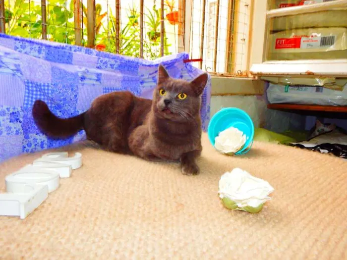 Gato ra a Felino idade 2 anos nome Oreo