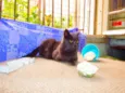 Oreo