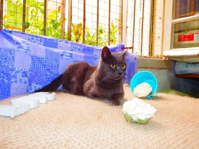 Gato ra a Felino idade 2 anos nome Oreo