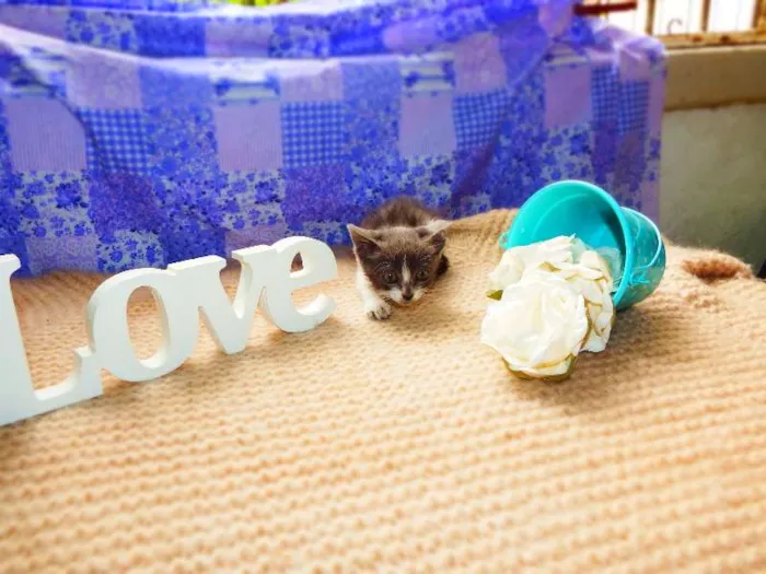Gato ra a Felino idade Abaixo de 2 meses nome Vitória