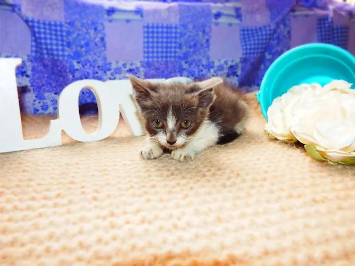 Gato ra a Felino idade Abaixo de 2 meses nome Vitória
