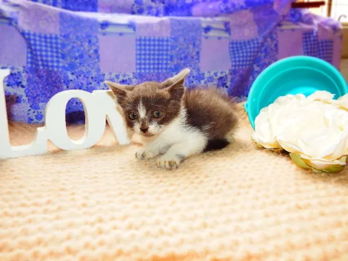 Gato ra a Felino idade Abaixo de 2 meses nome Vitória