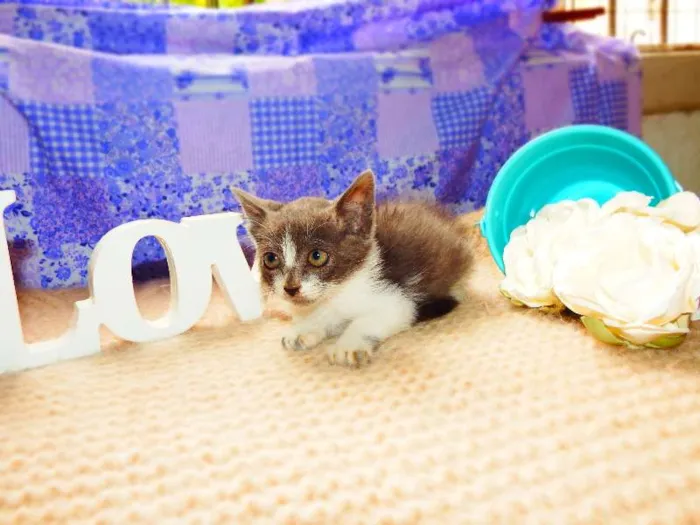 Gato ra a Felino idade Abaixo de 2 meses nome Vitória