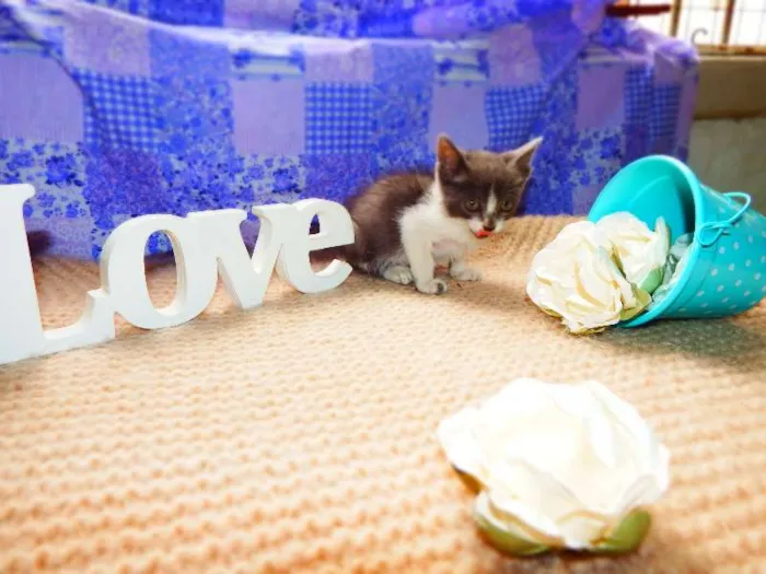 Gato ra a Felino idade Abaixo de 2 meses nome Vitória