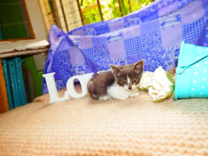 Gato ra a Felino idade Abaixo de 2 meses nome Vitória