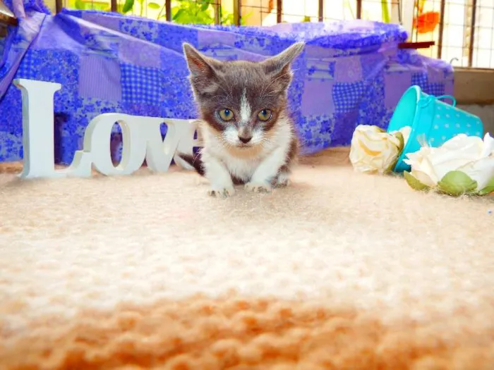 Gato ra a Felino idade Abaixo de 2 meses nome Vitória