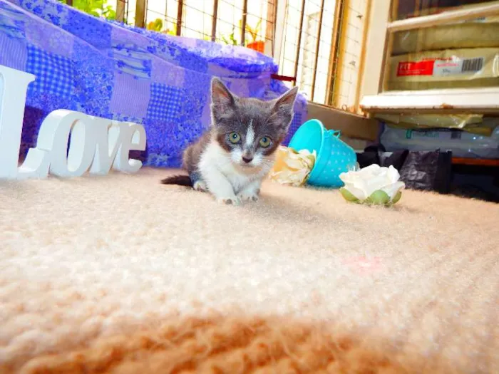 Gato ra a Felino idade Abaixo de 2 meses nome Vitória