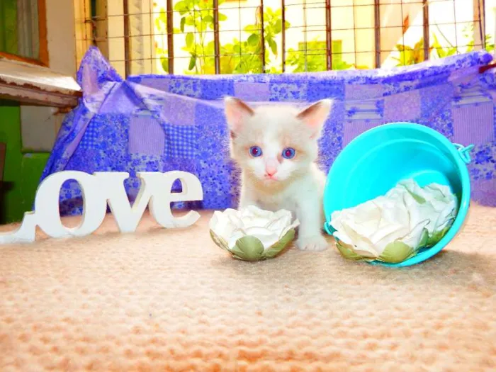 Gato ra a felino idade Abaixo de 2 meses nome Cacau