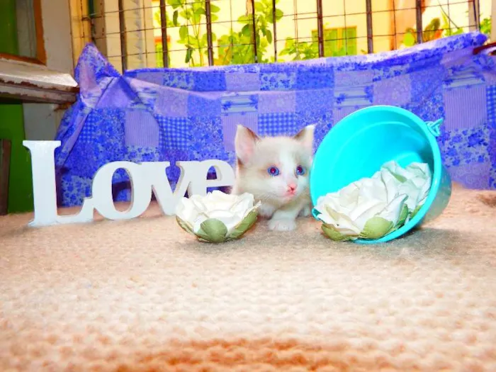Gato ra a felino idade Abaixo de 2 meses nome Cacau