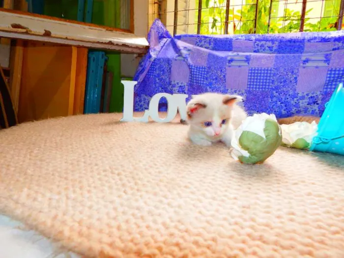 Gato ra a felino idade Abaixo de 2 meses nome Cacau