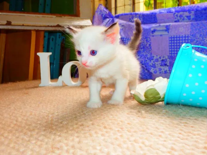 Gato ra a felina idade Abaixo de 2 meses nome Laka