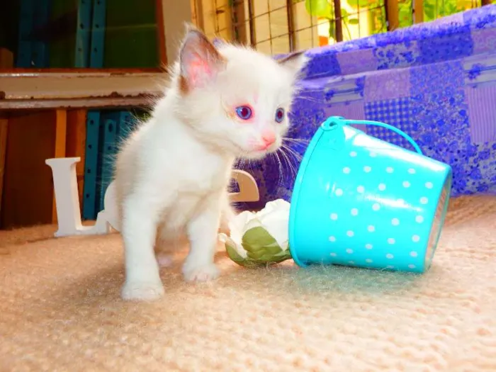 Gato ra a felina idade Abaixo de 2 meses nome Laka